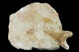 Otodus Shark Tooth Fossil in Rock - Eocene #135836-1
